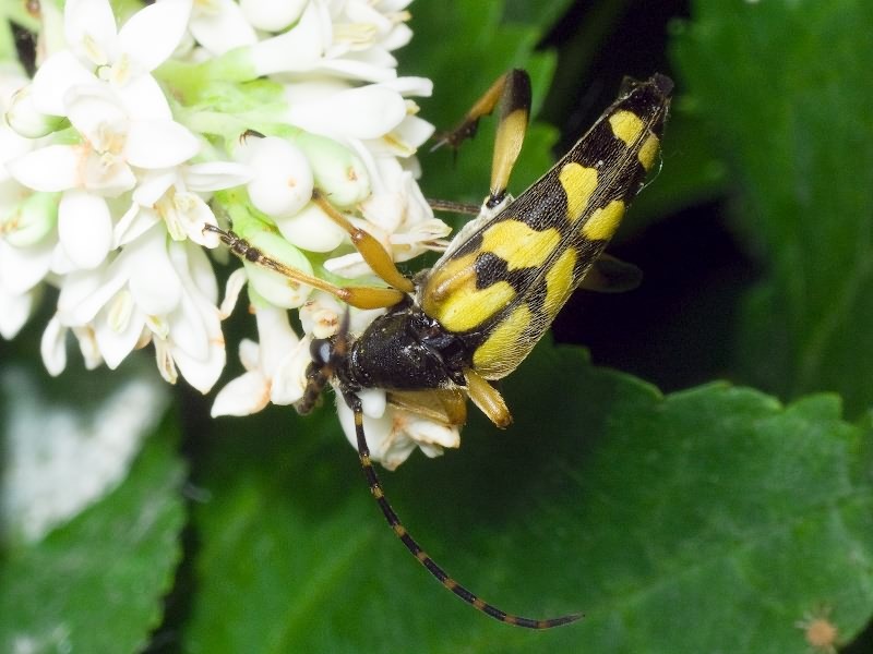 Rutpela maculata (Poda, 1761)